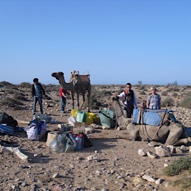 Packing the camels for the day