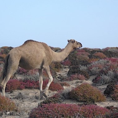 Wildlife