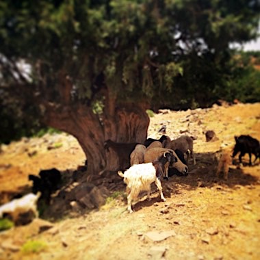 Livestock