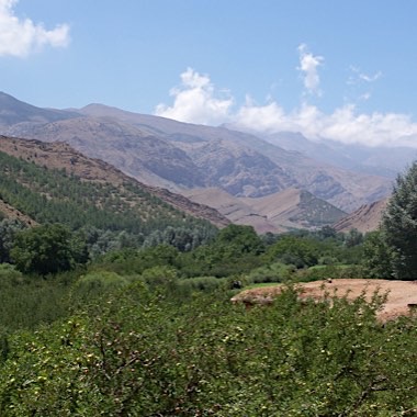 Vegetation in the valley
