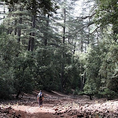 Scenic forests