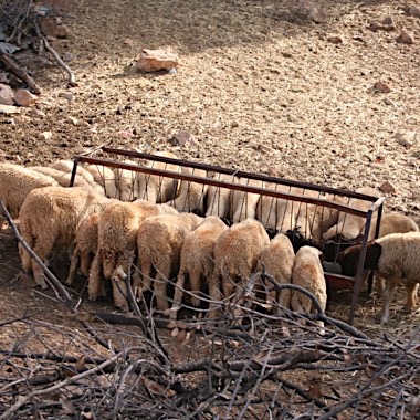 Sheep