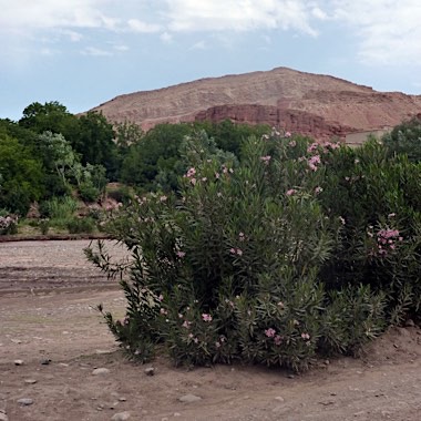 Rose bushes
