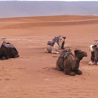 Camels taking a break